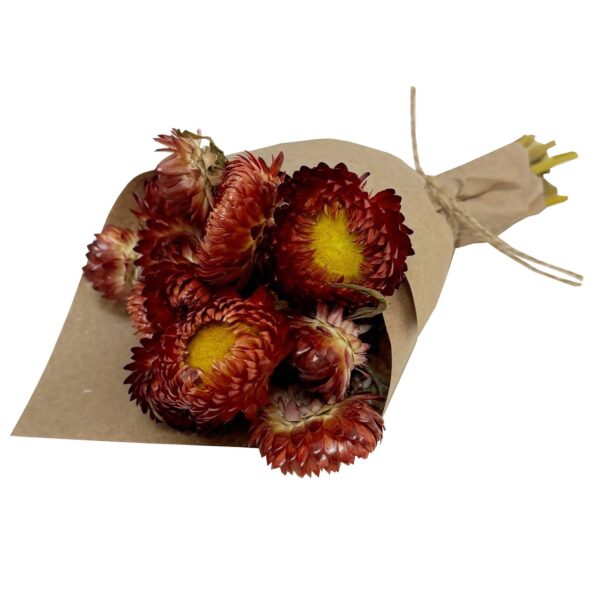 Andaluca - MINI Strawflower Bundle: Orange