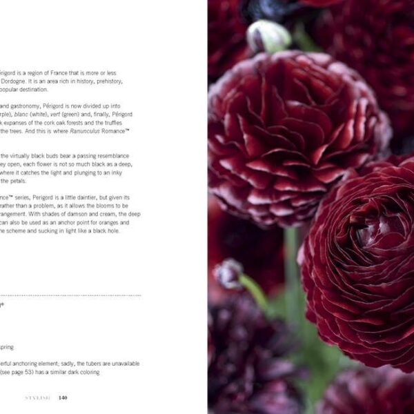 Ranunculus: Beautiful varieties for home and garden - Image 3