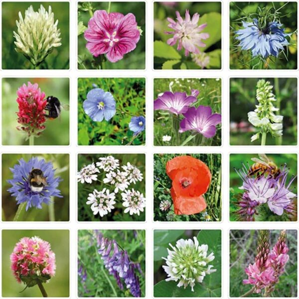 Blossombs Medium Box - Flowers For You - 9 Blossombs - Image 8