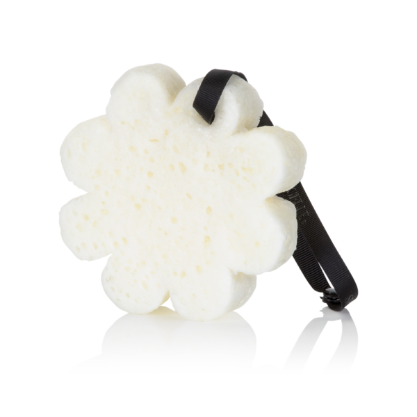 Edelweiss | Elevation Boxed Flower - Image 2