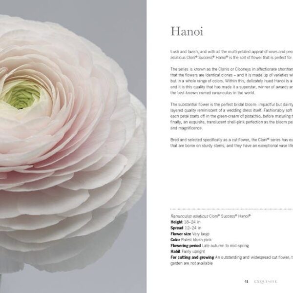 Ranunculus: Beautiful varieties for home and garden - Image 2