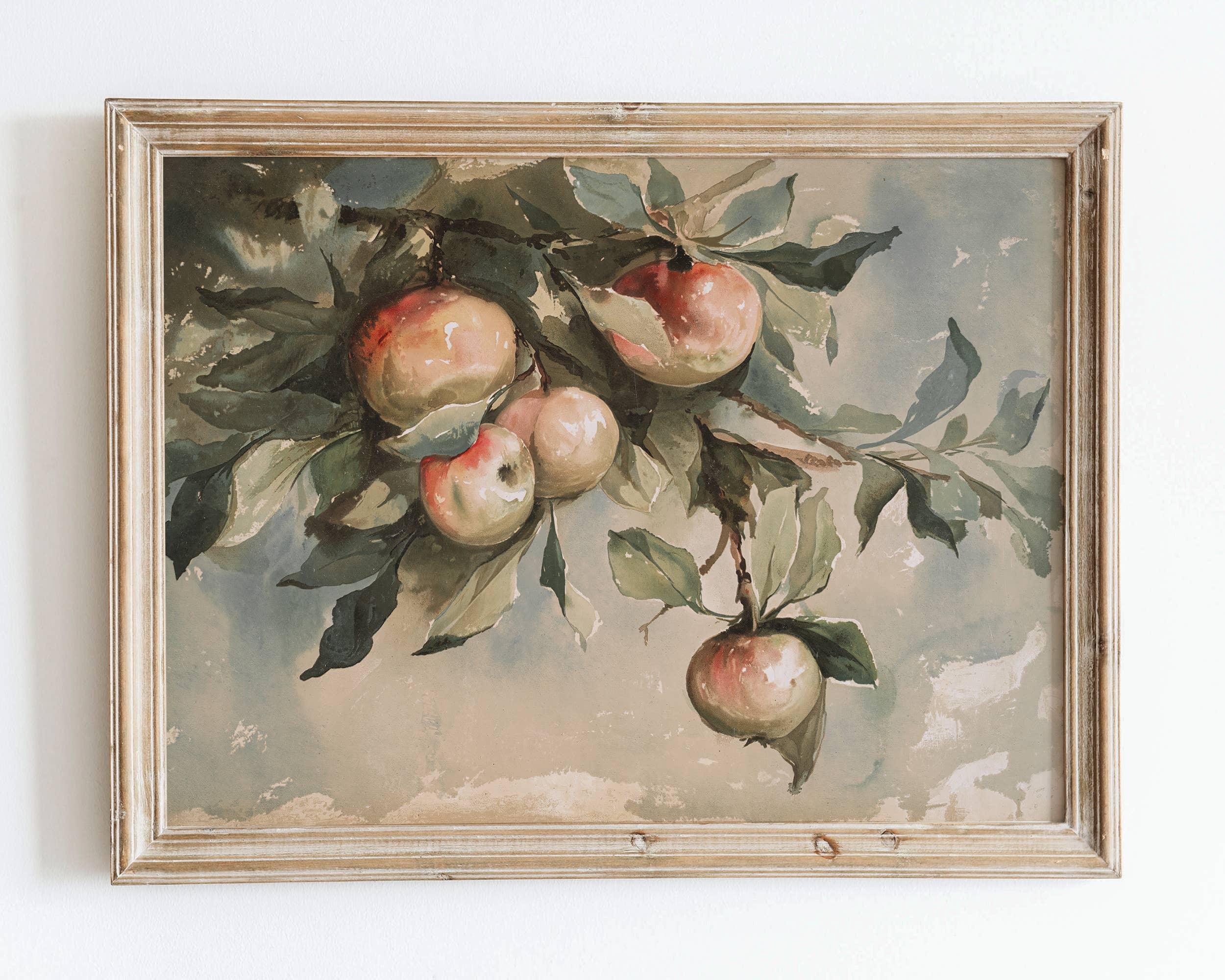 Sugar & Canvas - European Vintage Apples Still Life Kitchen Art Print VP56
