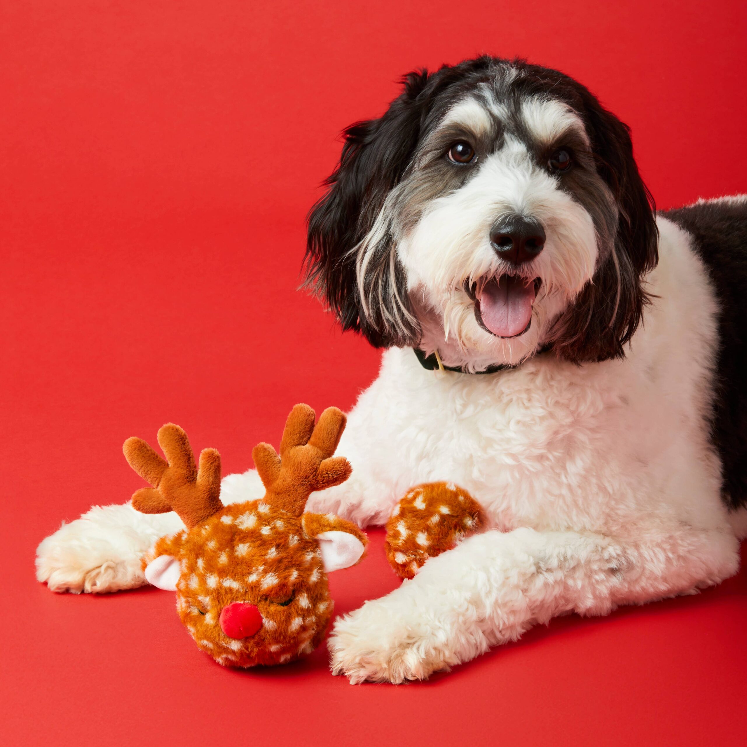 Reindeer 2-in-1 Bounce Dog Toy - Image 3
