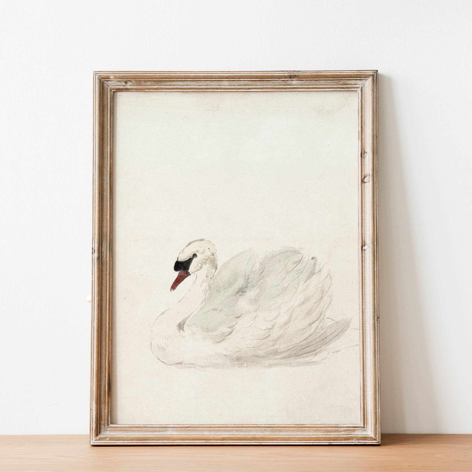 Sugar & Canvas - Vintage European Swan Animal Portrait Art Print VP111 - Image 2