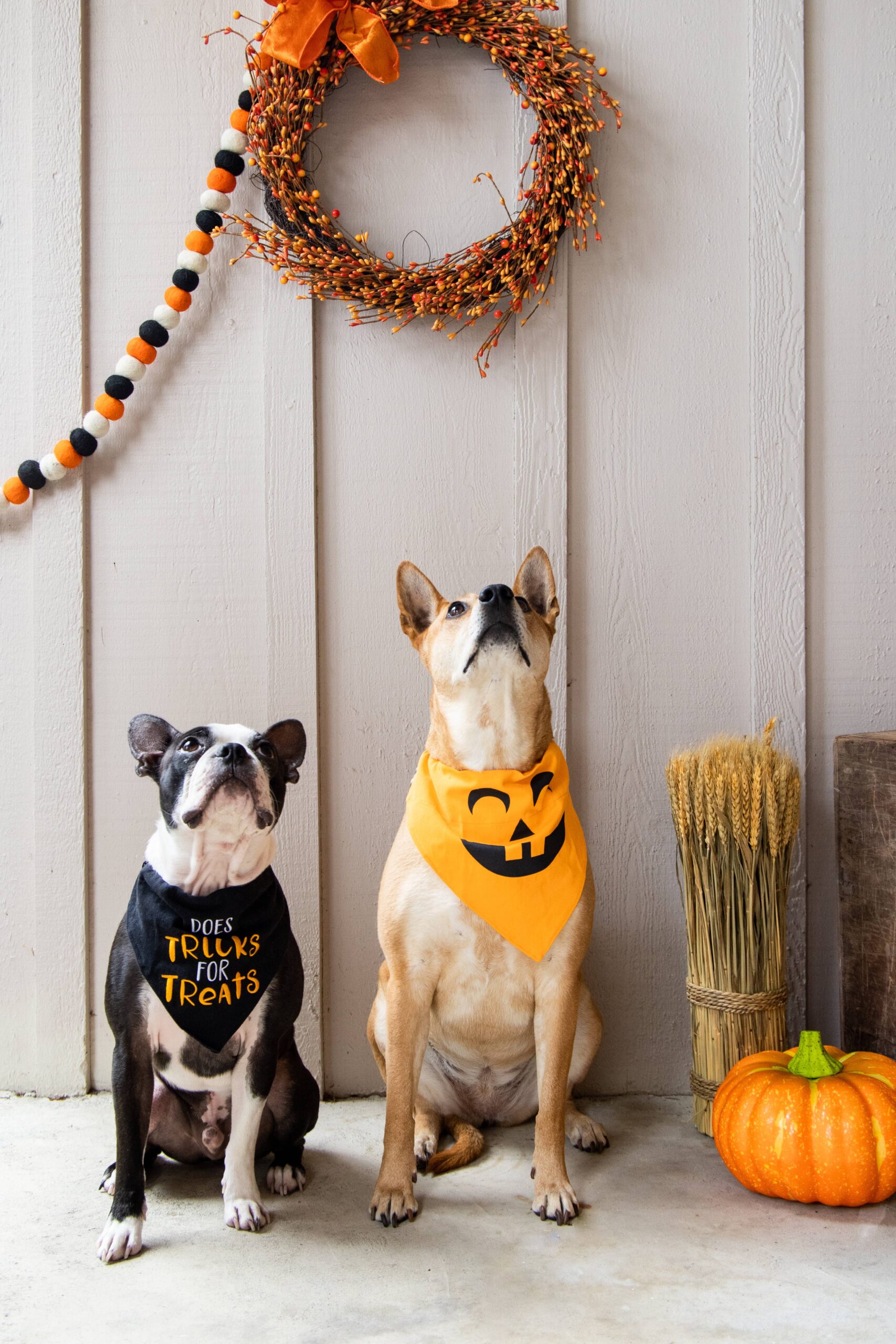 Trick or Treat Dog Halloween Bandana, S/M - Image 3