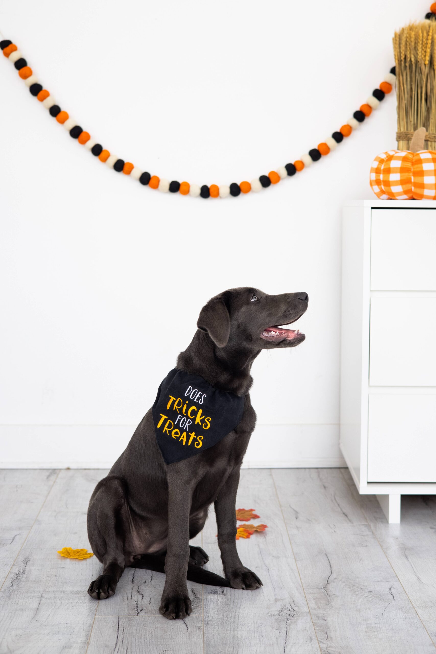 Trick or Treat Dog Halloween Bandana, S/M - Image 2