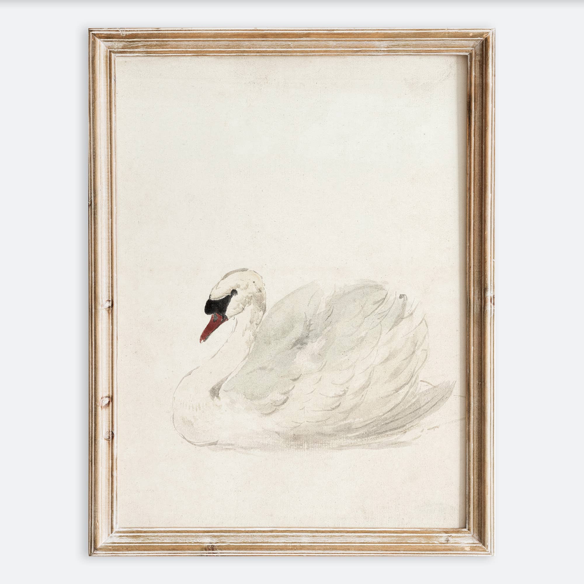 Sugar & Canvas - Vintage European Swan Animal Portrait Art Print VP111