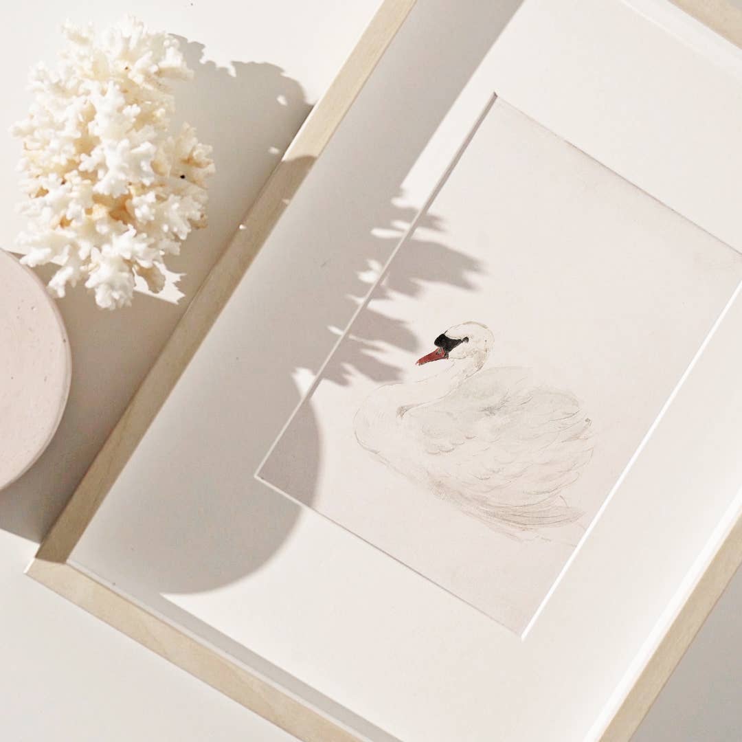 Sugar & Canvas - Vintage European Swan Animal Portrait Art Print VP111 - Image 7