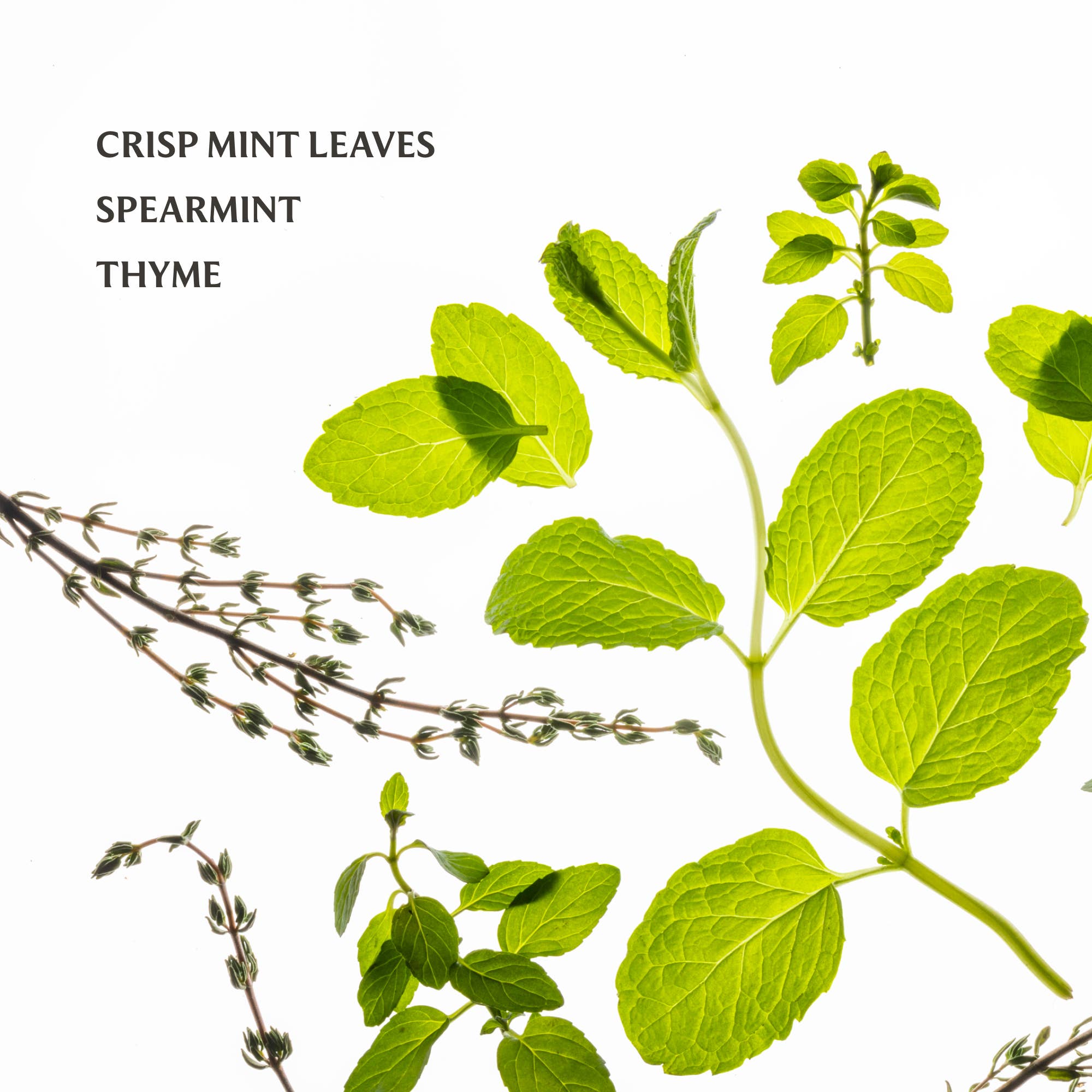 Frosted Mint Power Mist Hydrating Hand Sanitizer - Image 6