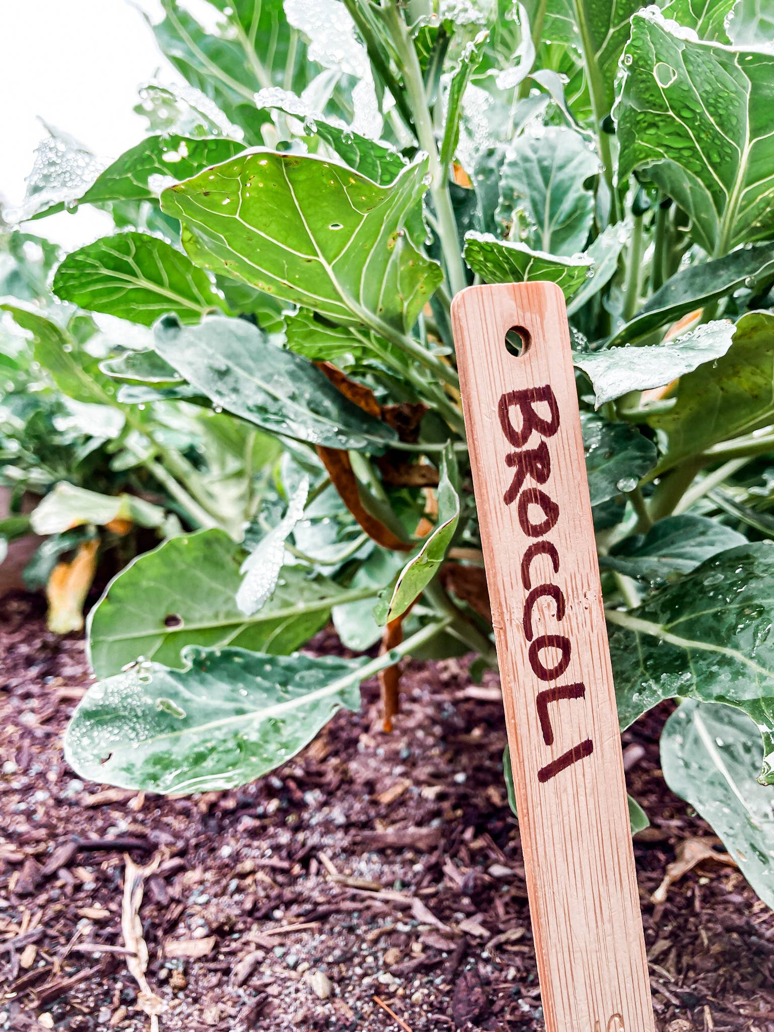 Wood Plant Labels - Image 2