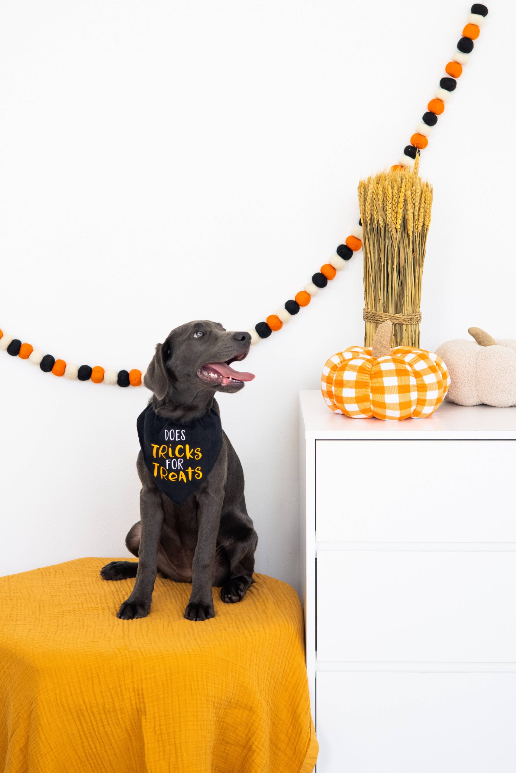 Trick or Treat Dog Halloween Bandana, S/M - Image 5